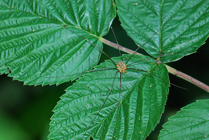 Opilio sp. - del appennino modenese